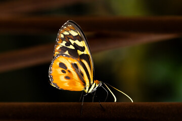 Macro flying colored butterfly