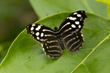 Macro flying colored butterfly