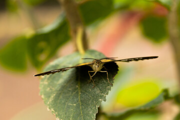 Macro flying colored butterfly