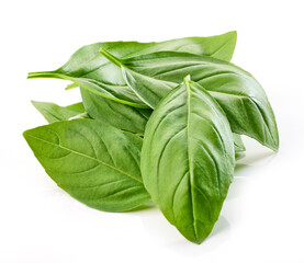 fresh green basil leaf
