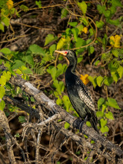 Riedscharbe (Microcarbo africanus)