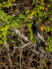 Riedscharbe (Microcarbo africanus)