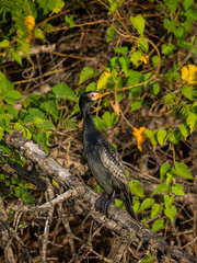 Riedscharbe (Microcarbo africanus)