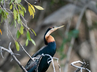 Afrika-Schlangenhalsvogel (Anhinga rufa)