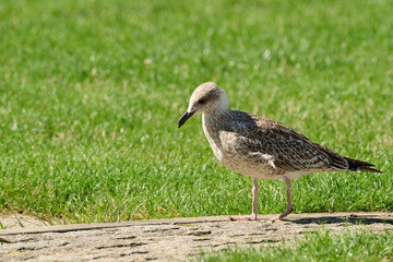 Yellow-legged Gull Larus michahellis