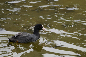 Eurasian Coot (Fulica atra) in the marshes of Victoria and Joyel, Santoña, Cantabria, Spain