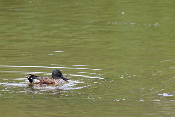 Common Shoveler swimming at Victoria and Joyel marshes , Spatula clypeata