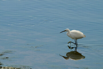 petite aigrette, Egrette garzetta