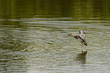 Duck in fly at Victoria and Joyel marshes