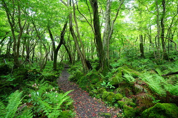 fresh ferns and old trees in spring forest