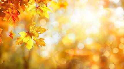 Golden Autumn Leaves in Sunlight