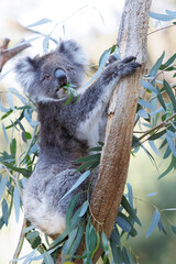 Koala eating