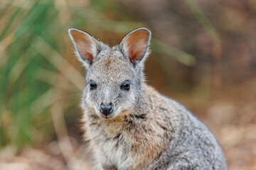 Mainland Tammar Wallaby