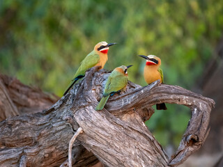 Weißstirnspint (Merops bullockoides)