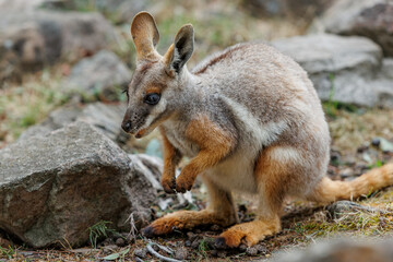 A young Yellow-footed Rock-wallaby © Mark Willoughby 