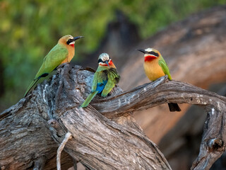Weißstirnspint (Merops bullockoides)