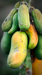 Pile of papaya before harvesting