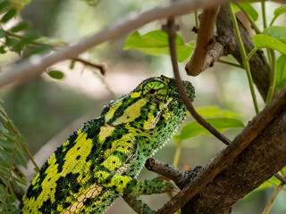 Lappenchamäleon (Chamaeleo dilepis)