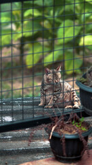 Pregnant cat behind trellis