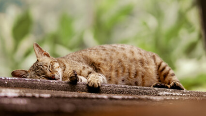 cat sleeping, close up of a cat sleeping on the ground