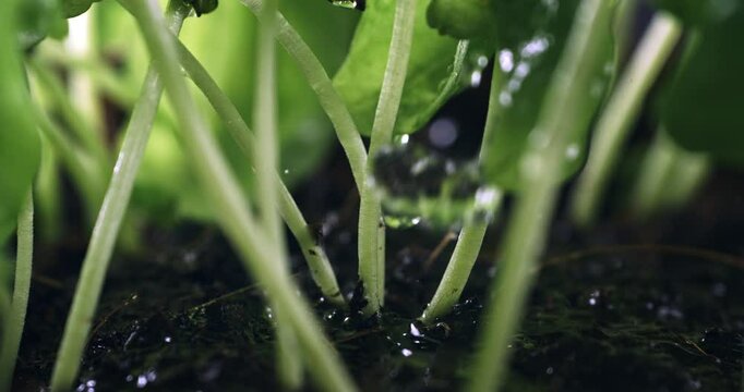 Super slow motion macro of splashing water single drop is falling on young sprouts of plants on plantation field ground with sunshine at 1000 fps.