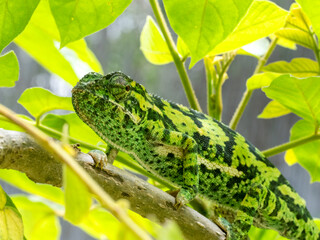Lappenchamäleon (Chamaeleo dilepis)