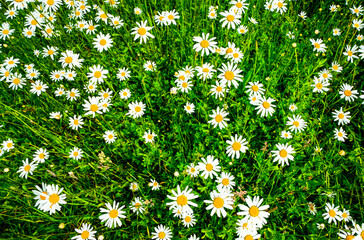 Close-up of a flower meadow with daisies.
