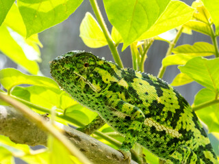 Lappenchamäleon (Chamaeleo dilepis)