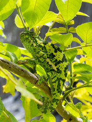 Lappenchamäleon (Chamaeleo dilepis)