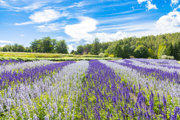 ラベンダー畑