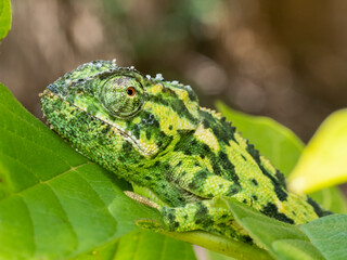 Lappenchamäleon (Chamaeleo dilepis)