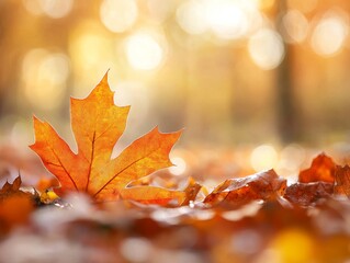 2408 12.A close-up of a vibrant orange leaf on a forest floor, with warm sunlight filtering through the canopy above, enhancing the rich amber tones. The blurred background fades into soft golden and