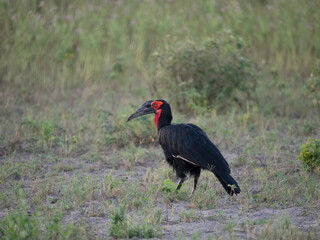 Rotgesicht-Hornrabe (Bucorvus leadbeateri,