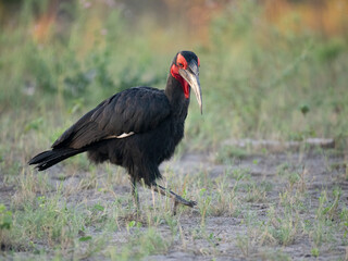 Rotgesicht-Hornrabe (Bucorvus leadbeateri,