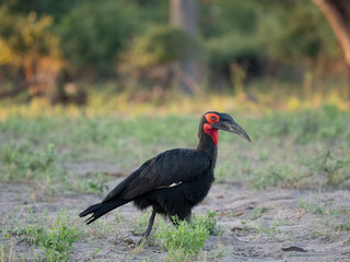 Rotgesicht-Hornrabe (Bucorvus leadbeateri,