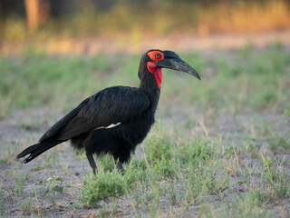 Rotgesicht-Hornrabe (Bucorvus leadbeateri,