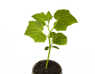 Young seedlings of cucumber in pot isolated on a white background. Green seedling of fresh cucumber plant