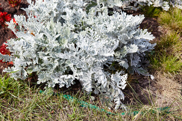 Beautiful Silver dust Cineraria maritima in city park, autumn time. Natural background of cineraria plant, selective focus