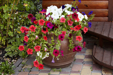 Petunia, pink and white Petunias in the ceramic pot. Lush blooming colorful common garden petunias in city park. Family name Solanaceae, Scientific name Petunia