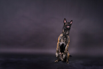 Dutch Shepherd dog sitting and looking away, isolated on dark, yellow, red