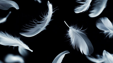 Obraz premium Unoszące się w powietrzu białe pióra na tle czerni tworzą obraz pełen delikatności i ruchu.