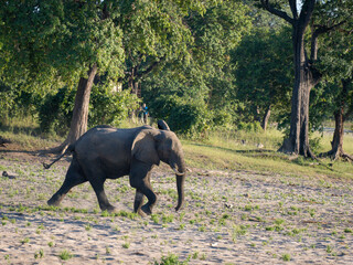 Afrikanischer Elefant (Loxodonta africana)