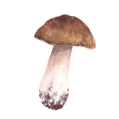 Boletus with brown cap for food. Porcini mushroom hand drawn watercolor illustration. Edible wild forest fungi. Fall harvest, vegetarian menu, product label, recipe. Clipart isolated from background