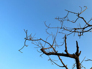 The branches contrast beautifully with the bright sky.