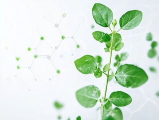 2408 187.A green plant with a biochemistry structure overlaid on a white background, symbolizing the intersection of biology and technology. The visual highlights plant research, DNA studies, and