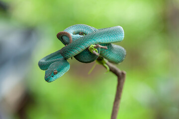 blue insularis pit viper