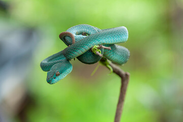 blue insularis pit viper