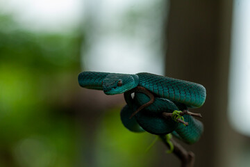 blue insularis pit viper