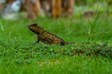 A pogona lizard sitting on a wooden surface in a forest