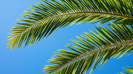 Fototapeta premium Lush Green Palm Fronds Rustling in the Warm Summer Winds